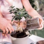 Symbolic Ritual Options 12 svg+xml;charset=utf